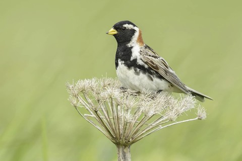 Lapland Longspur (Calcarius lapponicus) male, Alaska, USA