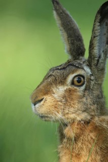 European hare (Lepus europaeus) portrait, Allgäu, Bavaria, Germany