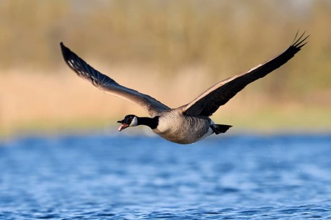 Canada goose (Branta canadensis), flying calling over a lake, North Rhine-Westphalia, Germany