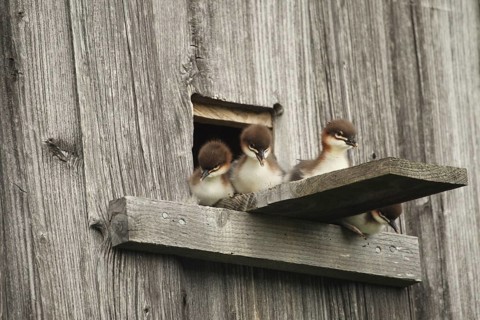 Goosander (Mergus merganser) one day old fledglings at the breeding den in a field barn, a few