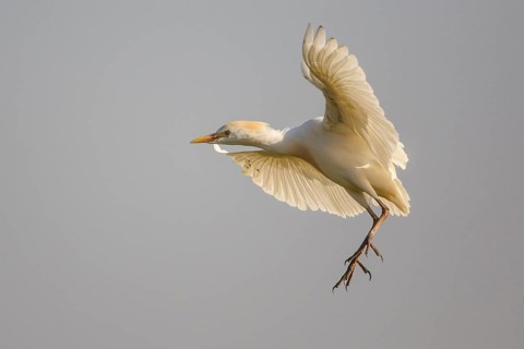 Western Cattle Egret (Bubulcus ibis) flying, Spain