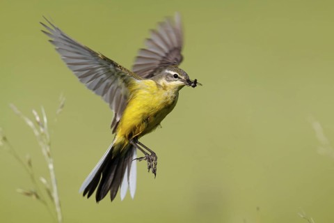 Western Yellow Wagtail (Motacilla flava) flying, Lower Saxony, Germany