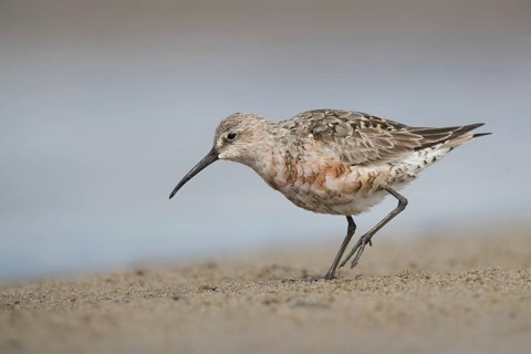 Curlew Sandpiper (Calidris ferruginea) foraging, Mecklenburg-Western Pomerania, Germany