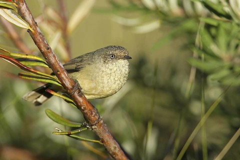 Buff-rumped Thornbill (Acanthiza reguloides), Victoria, Australia
