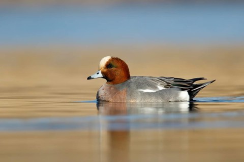 Smient, Eurasian Wigeon, Anas penelope