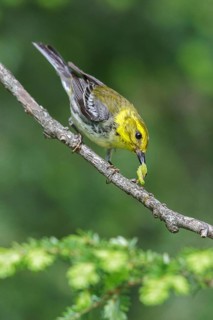 Black-throated Green Warbler (Dendroica virens) perched on a branch in southern Ontario, Canada