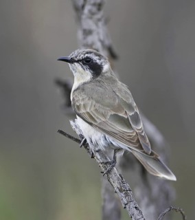 Black-eared Cuckoo (Chrysococcyx osculans), New South Wales, Australia