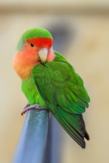 Rosy-faced Lovebird, Agapornis roseicollis, Pizzo, Calabria, Italy