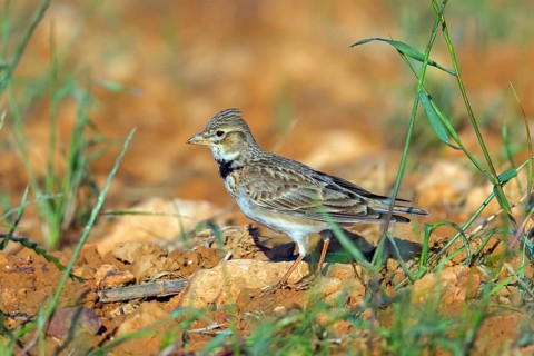 Calandra Lark, (Melanocorypha calandra), Lark, Corydalis, Animals, Birds, Hides de El Taray / Great