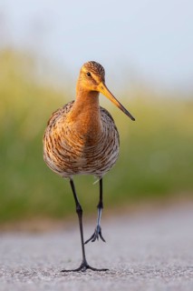 Black-tailed Godwit (Limosa limosa), Netherlands