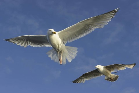 European Herring Gull (Larus argentatus) flying, Nord-Trondelag, Norway