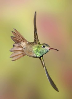 Buff-bellied Hummingbird (Amazilia yucatanensis), Texas, USA