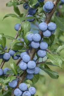Blackthorn (Prunus spinosa)