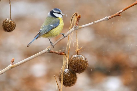 Eurasian Blue Tit (Cyanistes caeruleus), Baden-Wuerttemberg, Germany
