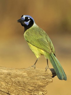 Green Jay (Cyanocorax luxuosus), Texas, USA