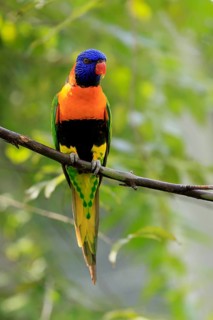 Red-naped Lorikeet (Trichoglossus rubritorquis), Darwin All-coloured Lorikeet, adult, on tree,
