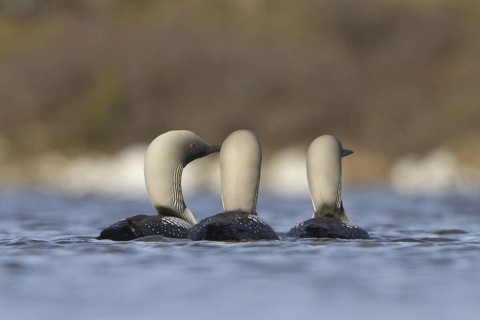 Pacific Loon (Gavia pacifica), Manitoba, Canada