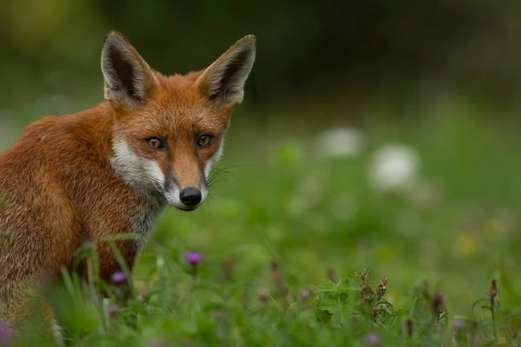 Red fox (Vulpes vulpes) adult animal in grassland in the summer, England, United Kingdom