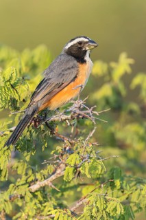 Orinoco Saltator (Saltator orenocensis) perched on a branch in Colombia, South America