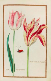 Tulips, Historical, digitally enhanced reproduction from Theatrum florae (1624) by Daniel Rabel