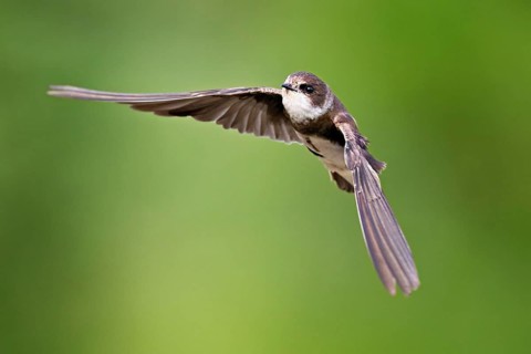 Sand martin (Riparia riparia), in flight, Reussegg nature reserve, Canton Aargau, Switzerland