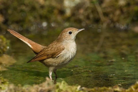 Common Nightingale (Luscinia megarhynchos) at a waterhole, Liguria, Italy