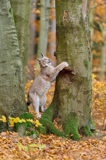 Eurasian lynx (Lynx lynx), climbing on tree trunk in autumn