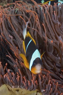Allard's clownfish (Amphiprion allardi)