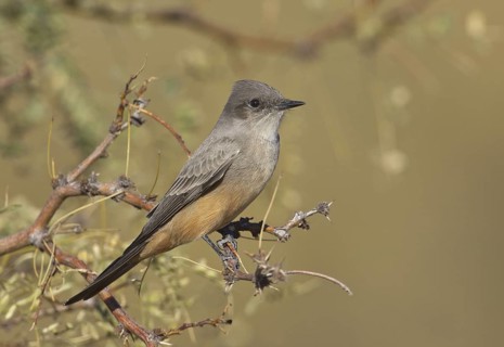 Say's Phoebe (Sayornis saya), New Mexico, USA