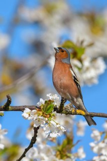 Common chaffinch (Fringilla coelebs), Bad D¸rkheim district, Wachenheim an der Weinstra?e,