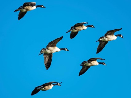 Canada Goose, Branta Canadensis, birds in flight over marshes, Devon, England, United Kingdom