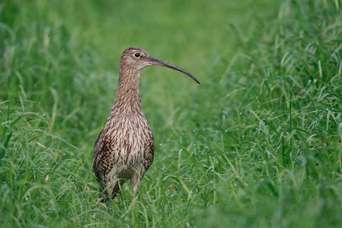 Eurasian Curlew (Numenius arquata) female, North Rhine-Westpalia, Germany