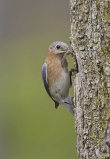 Eastern Bluebird (Sialia sialis) female, Ohio, USA
