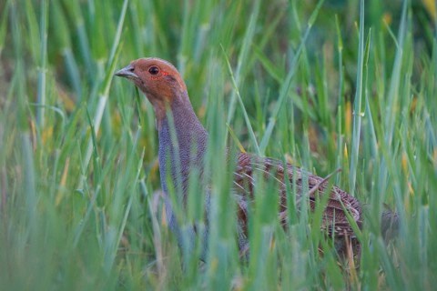 Grey Partridge (Perdix perdix), Ungarn