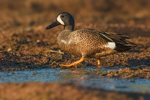 Blue-winged Teal (Spatula discors) male, Arizona, USA
