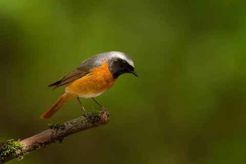 Common Redstart (Phoenicurus phoenicurus) male, Utrecht, Netherlands