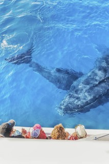 People on boat watching a Humpback whales family, Hervey Bay, Queensland, Australia