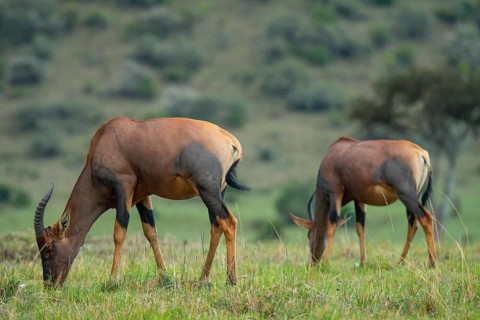A serene scene in the savannah featuring two Topi antelopes grazing on fresh green grass, with