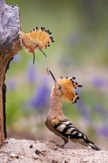Eurasian Hoopoe (Upupa epops) feeding chick in breeding cavity, Saxony-Anhalt, Germany
