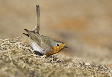 European Robin (Erithacus rubecula) perched on the ground, Aosta Valley, Italy