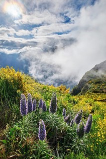 Madeira landscape with flowers Pride of Madeira flowers and blooming Cytisus shrubs and mountains