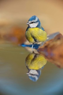 Blue Tit, Cyanistes Caeruleus) on perch, Sierra de San Pedro / Photorapto, Salorino, Extremadura /