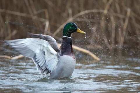Mallard (Anas platyrhynchos) male flapping, Mecklenburg-Western Pomerania, Germany