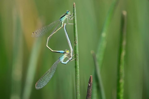 Two dragonflies are captured in a moment of mating on a green reed, set against the lush backdrop