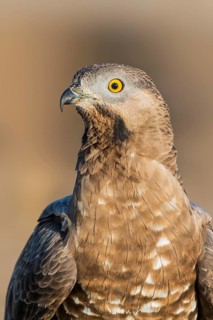 European Honey Buzzard (Pernis apivorus), Eilat, Israel