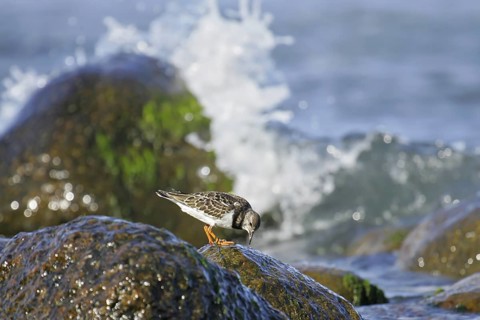 Ruddy Turnstone (Arenaria interpres) juvenile, Mecklenburg-Western Pomerania, Germany