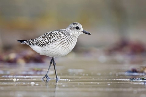 Grey Plover (Pluvialis squatarola), Asturias, Spain