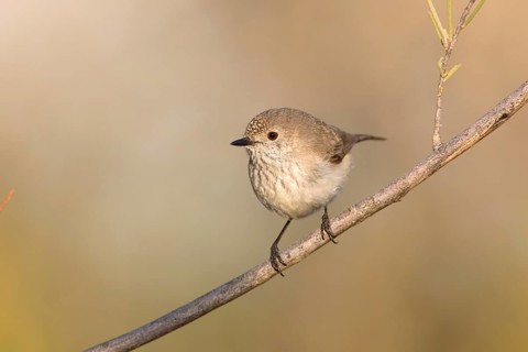 Inland Thornbill (Acanthiza apicalis), Northern Territory, Australia