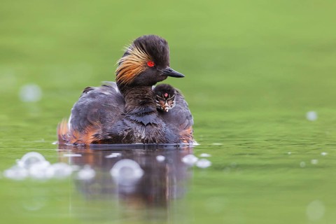 Podiceps nigricollis