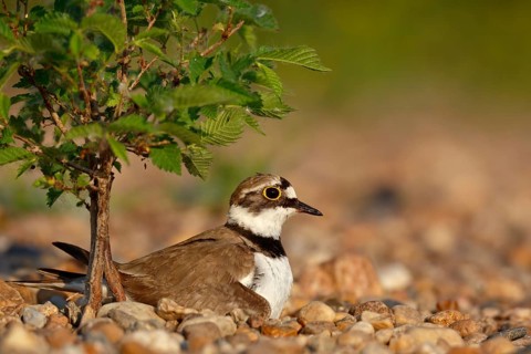 Little Ringed Plover (Charadrius dubius) on nest, Saxony-Anhalt, Germany